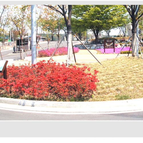 한탄강에 꽃구경 나들이 하세요