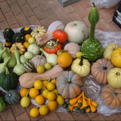 관광지에서 자란 호박들...