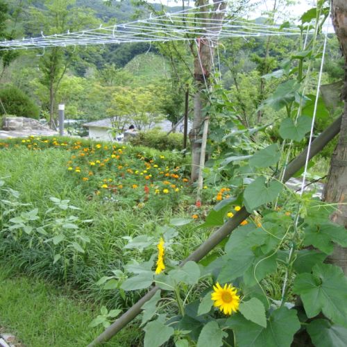 해바라기와 호박