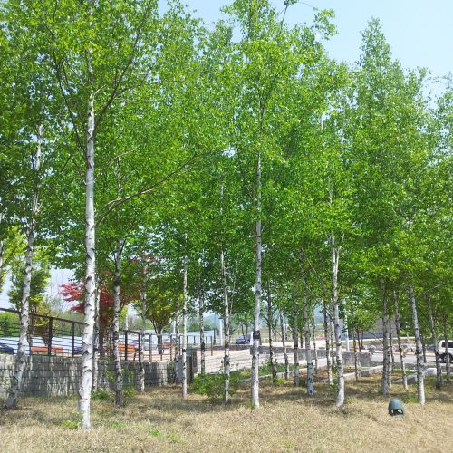 한탄강관광지 산책로