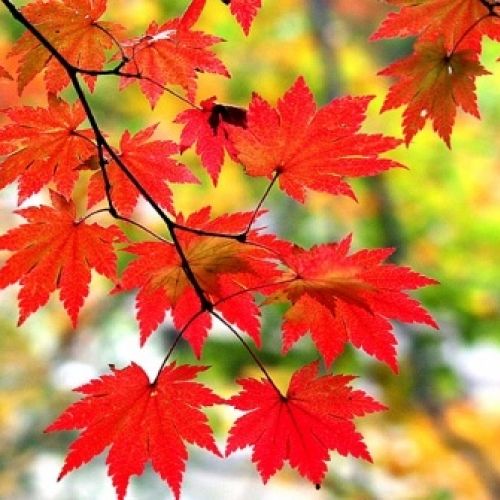 아름다운 한탄강 가을 단풍